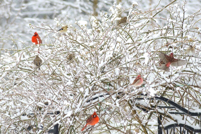 Snowy rose bush full of songbirds.