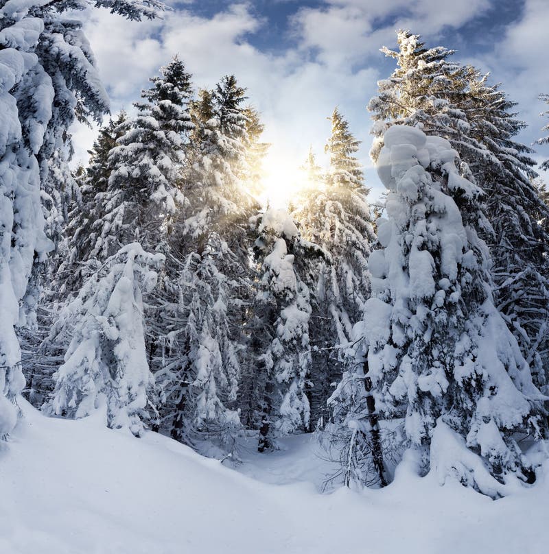 Snowy Spruce in the Mountain Forest Stock Photo Image of adventure