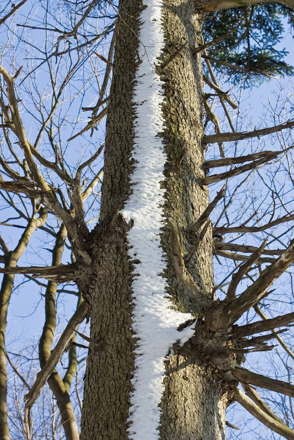 Zasněžený strom