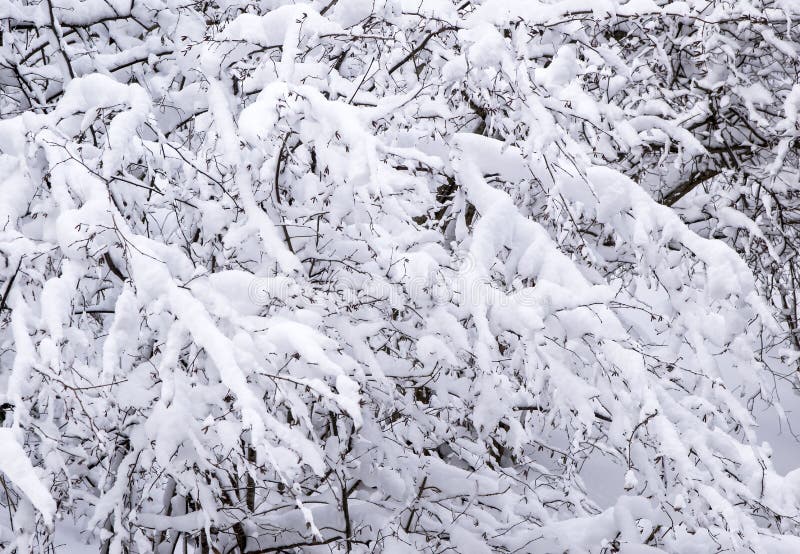 Snowy tree branch