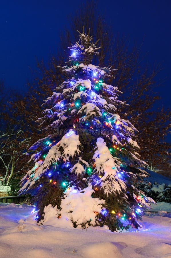 Snowy Tree Lit For Christmas Stock Image Image of christmas, pine