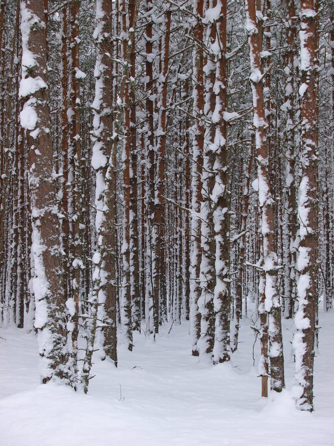 Snowy tree trunks