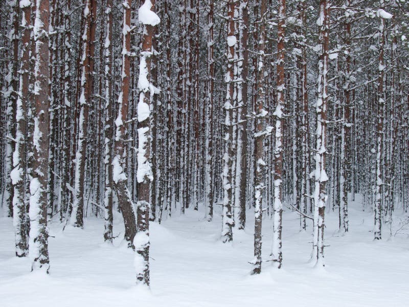 Snowy tree trunks