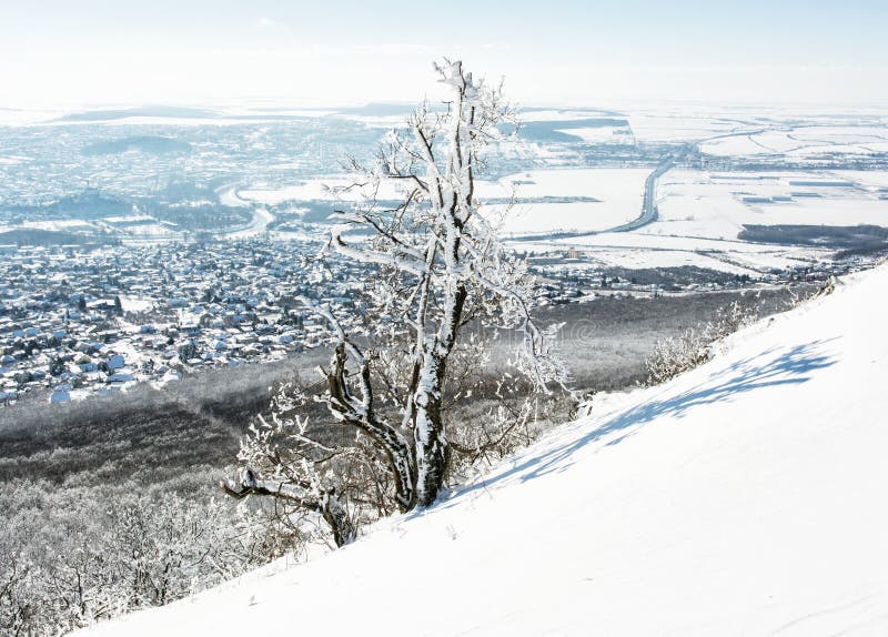 Snowy tree and winter landscape, Nitra city, Slovakia