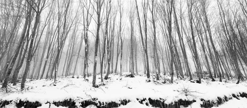 Snowy trees