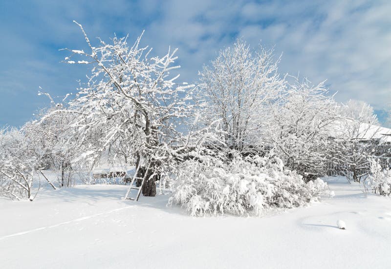 The snowy trees in January stock image. Image of season - 75541371