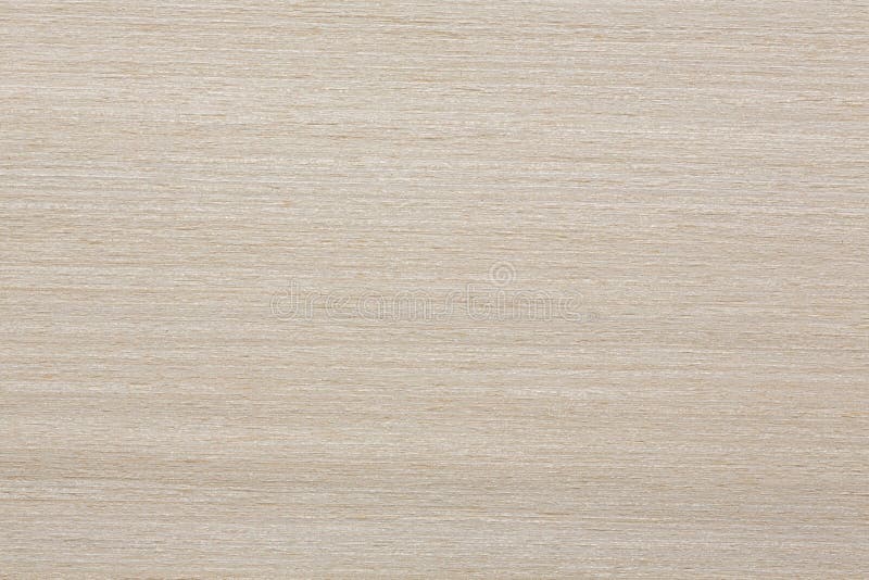 Snowy White Maple Veneer Texture for Your Project. Stock Photo Image