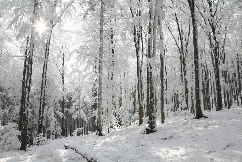 Snowy winter forest lit by the morning sun stock images Snowy winter forest lit by the morning sun stock images