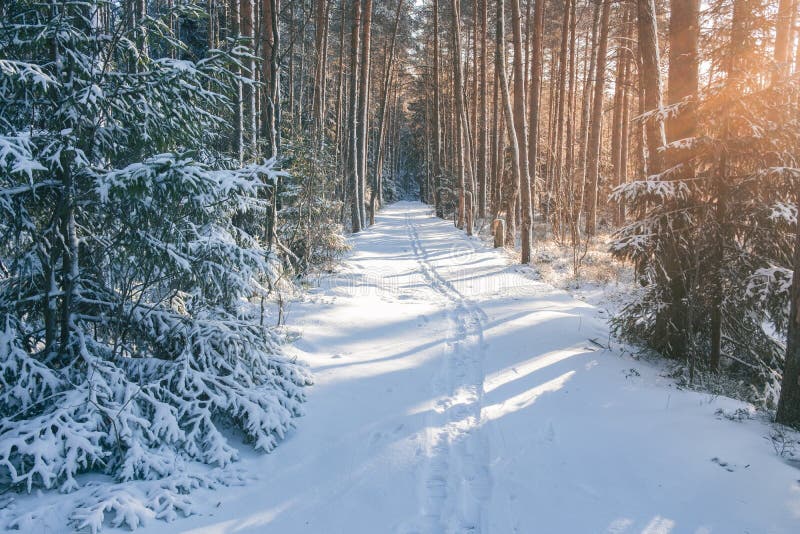 Snowy winter forest at sunset path in sunlight