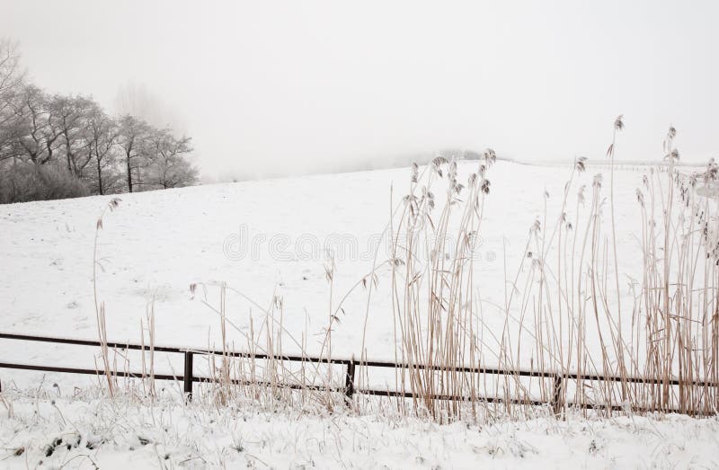 Snowy winter landscape with a fence and rushes
