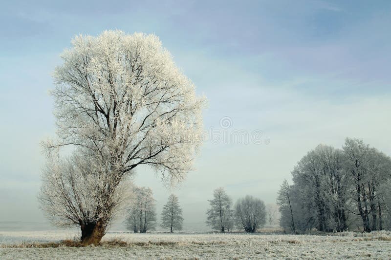 snowy winter landscape, frost covered tree