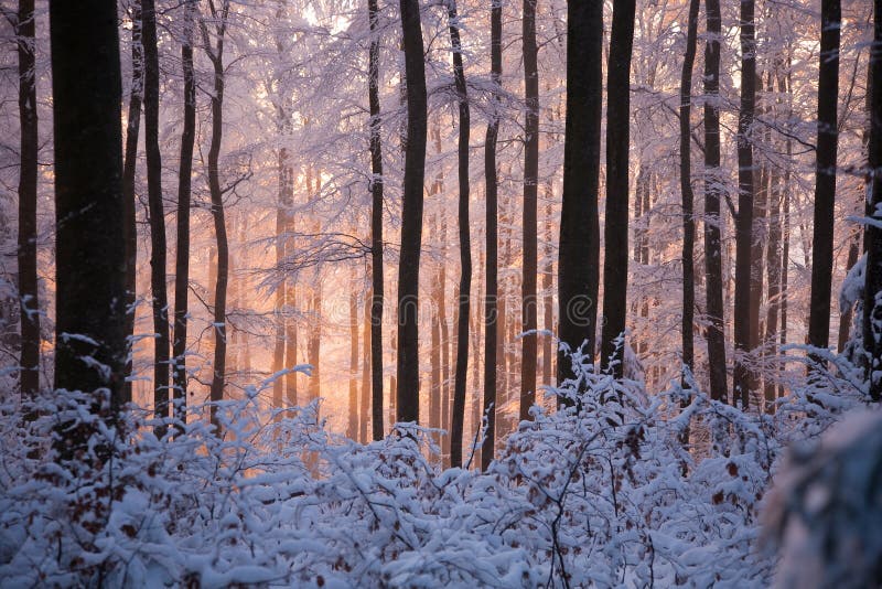 Snowy woods