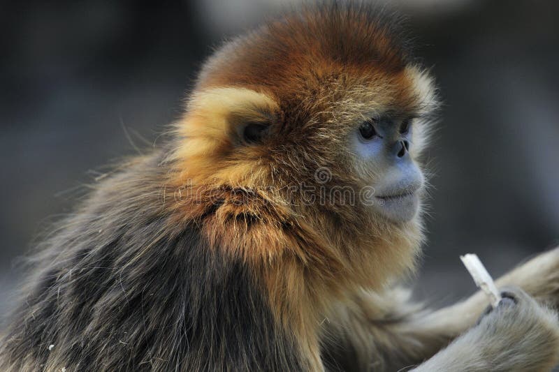 Snub-nosed Monkey