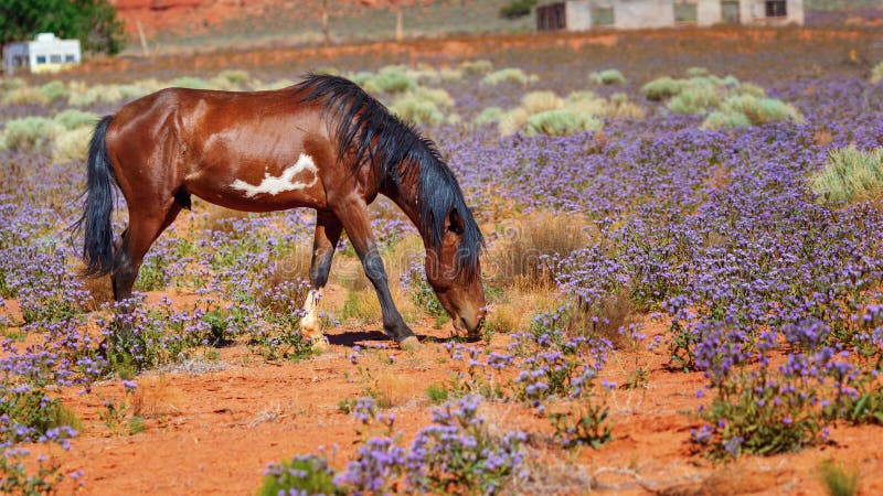 Snygg bild av en navajo-häst som betar blåblommor på våren, Navajo Reservation, i den berömda Monument Valley, Arizona