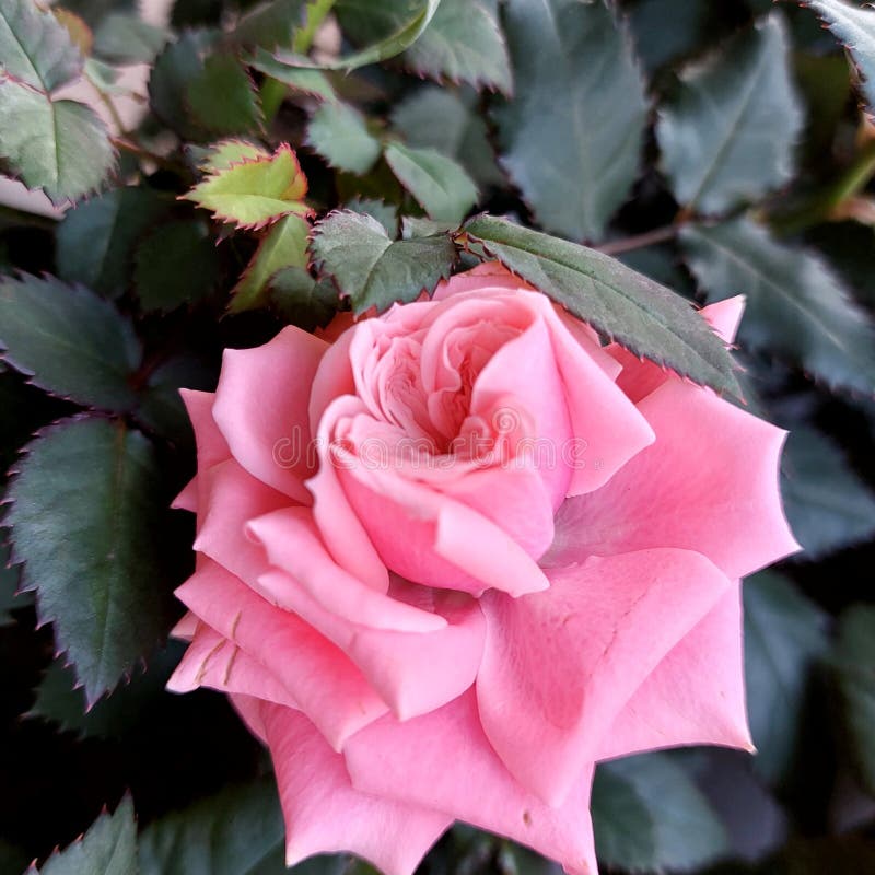 Snygg rosenhuvud för den doftande blomningsgrenen arkivfoton