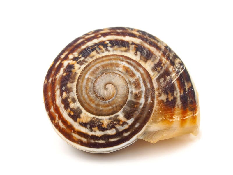 The gastropod shell is part of the body of a gastropod or snail, a kind of mollusc. The gastropod shell is part of the body of a gastropod or snail, a kind of mollusc.
