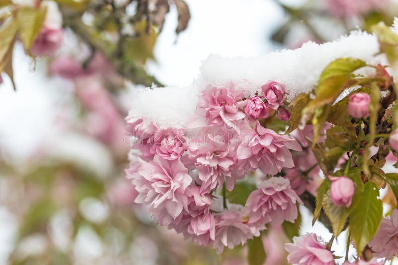 Snö på sakura trädblommor arkivbilder Snö på sakura trädblommor arkivbilder