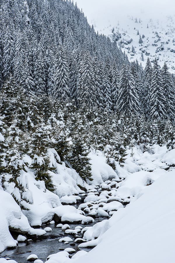 Snöa dolda granträd på bakgrunden av bergmaxima royaltyfri bild Snöa dolda granträd på bakgrunden av bergmaxima royaltyfri bild
