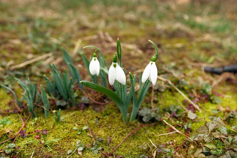 Snödroppen blommar i vår arkivfoto Snödroppen blommar i vår arkivfoto