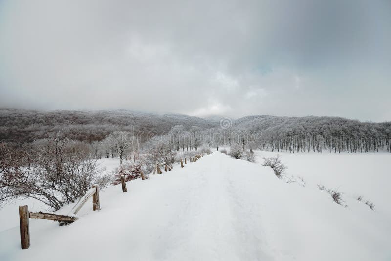 Snöig bana och Frosty Beech Forest royaltyfria foton