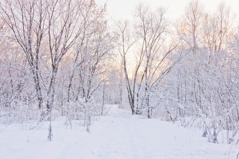 Snöig bana till och med träden i vinter royaltyfri foto