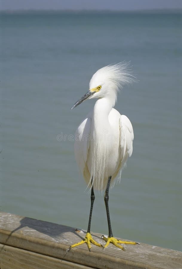 Snöig Egret, fåglar av Florida royaltyfria foton Snöig Egret, fåglar av Florida royaltyfria foton