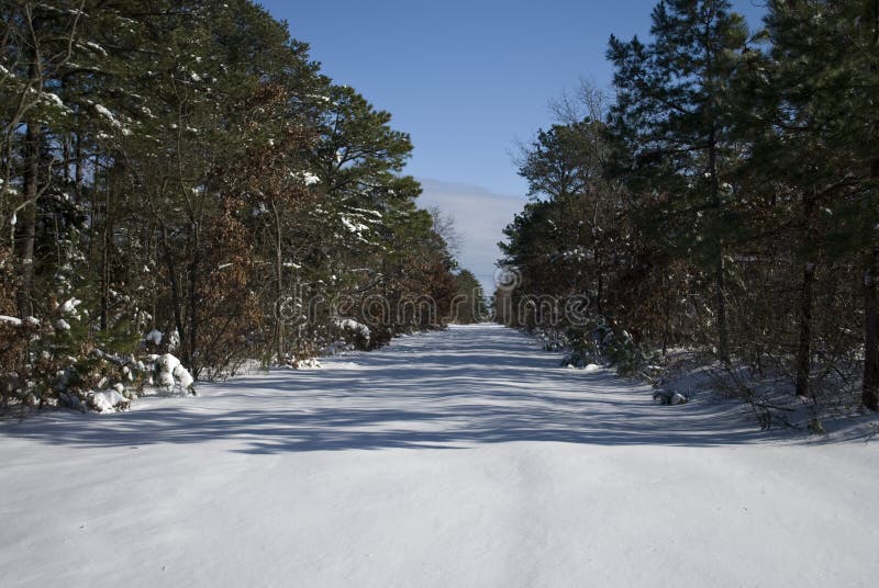 Snöig trees för bana arkivbilder