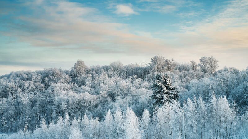 Snöig träd i skog på den soliga dagen royaltyfria foton Snöig träd i skog på den soliga dagen royaltyfria foton