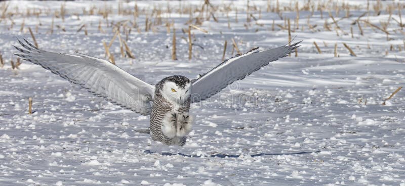 Snöig uggla royaltyfria bilder Snöig uggla royaltyfria bilder