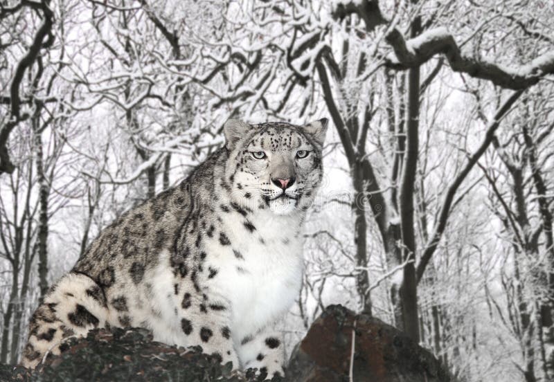 Snöleopard royaltyfri fotografi