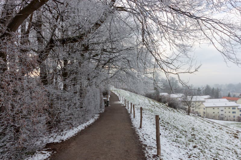 Snöstig som gränsar till frostade träd och en mjuk lutning med avlägsna byggnader i St.. Gallen Schweiz