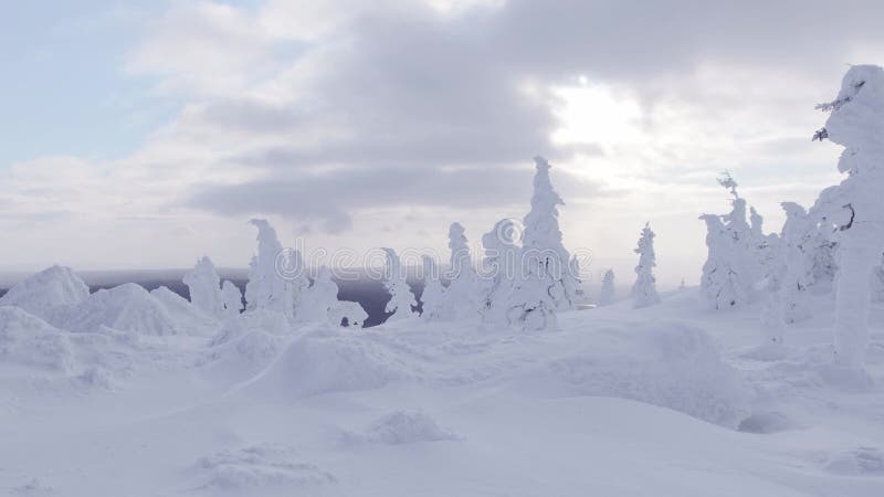 Snöstorm i vinterskog. vinden blåser snö över släta droppar.