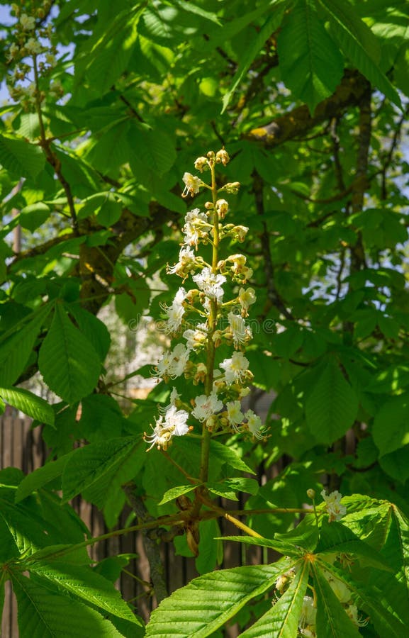 Snövita pilar av att blomstra kastanjebruna blommor på ett träd kastanjebrun blomning arkivfoton Snövita pilar av att blomstra kastanjebruna blommor på ett träd kastanjebrun blomning arkivfoton