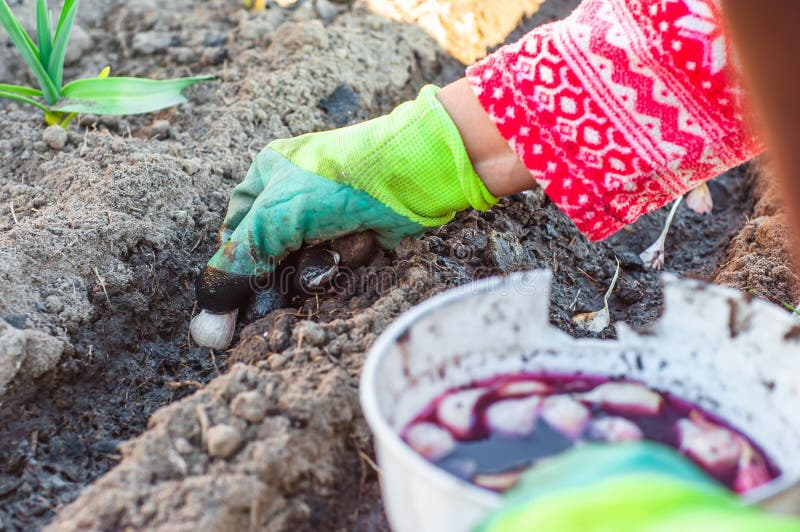 Soaking Garlic Cloves In A Red Solution Of Valerian Before