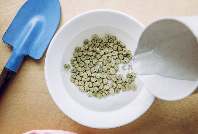 Soaking green pea seeds in warm water in bowl to fasten germination process when planting in garden.
