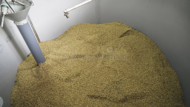 Soaking malting barley in tanks at the brewery. Brewing concept. Brewing technology.