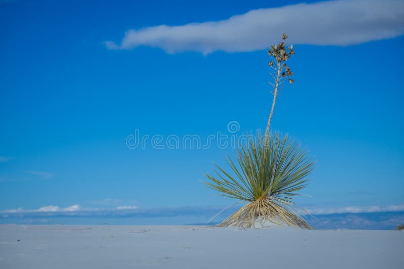 Soaptree εθνικό μνημείο άμμων yucca άσπρο με τις εγκαταστάσεις στοκ εικόνα Soaptree εθνικό μνημείο άμμων yucca άσπρο με τις εγκαταστάσεις στοκ εικόνα