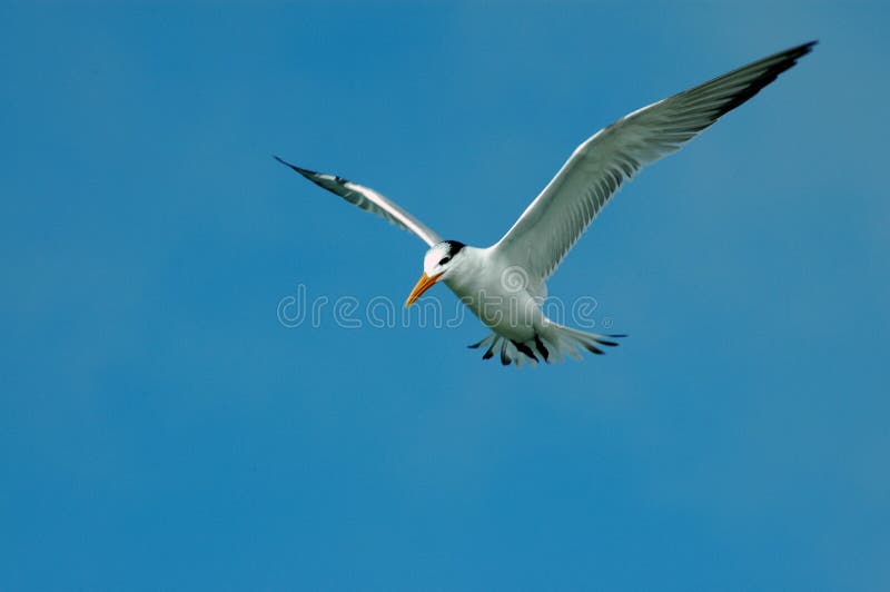 Soaring Least Tern