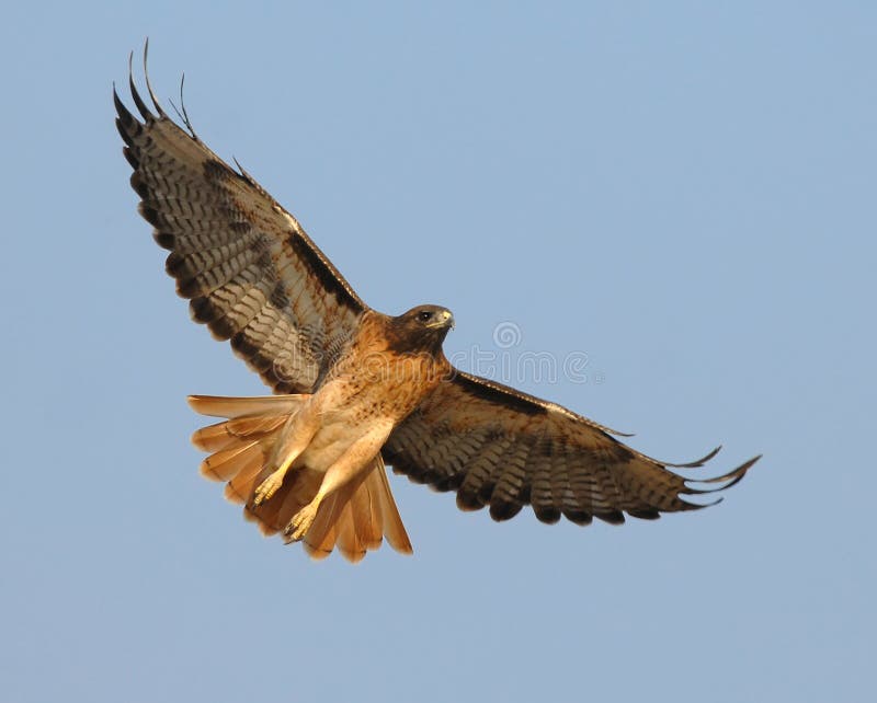 Un maschio di Falco Coda Rossa comincia a librarsi in volo sopra un campo nel Sud della California alla ricerca del suo prossimo pasto.