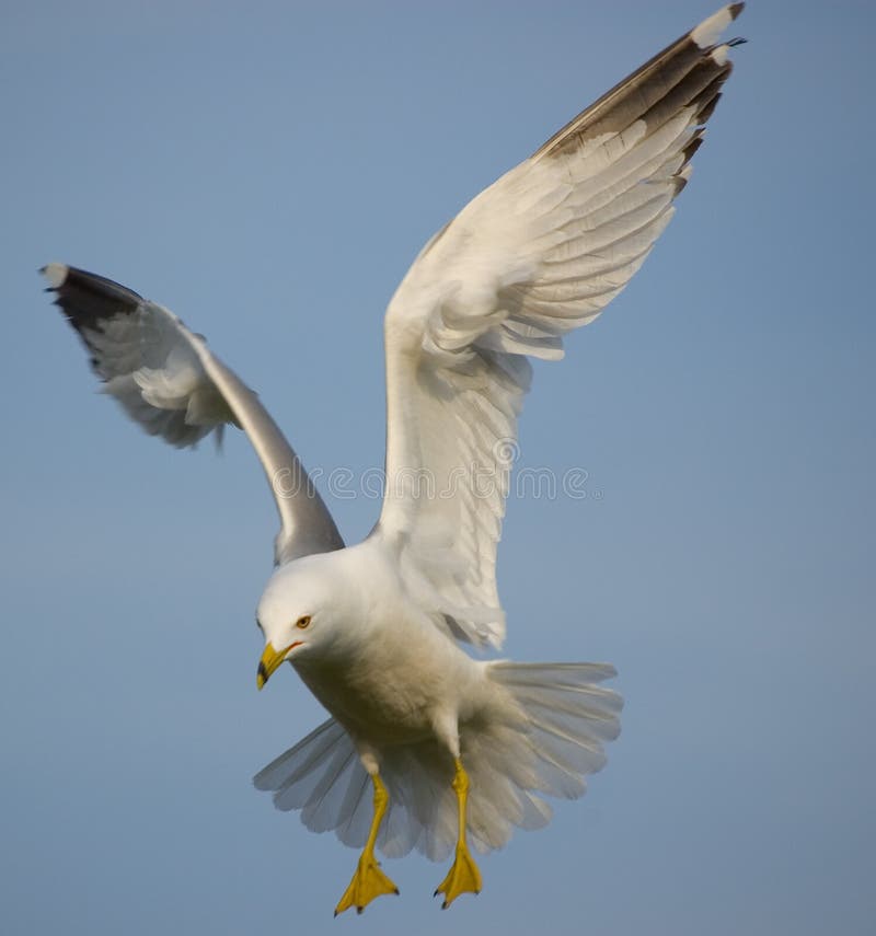 Soaring seagull