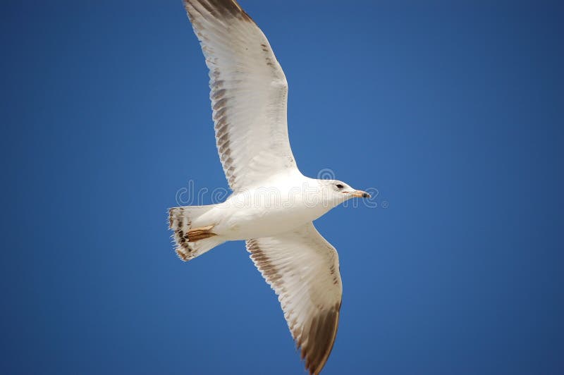 Soaring Seagull