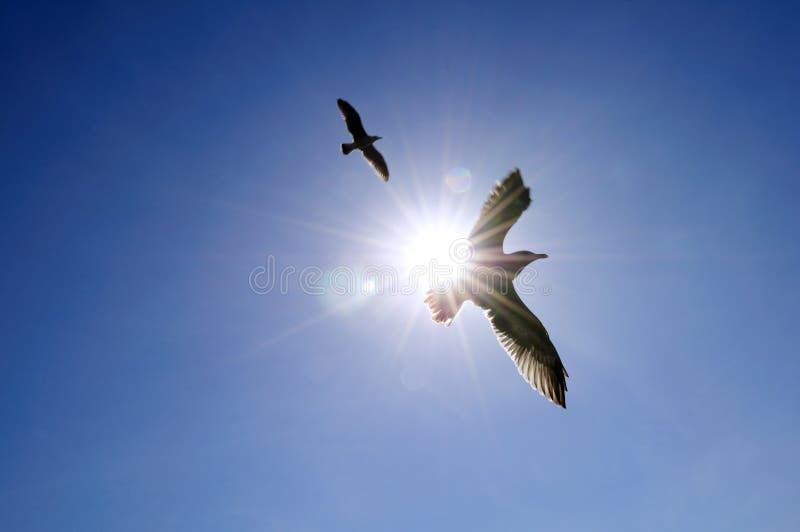 Soaring seagull in blue sky