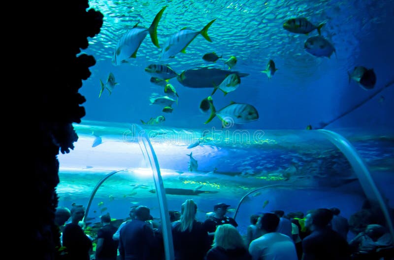 Mundo subaquático fotos de stock royalty free