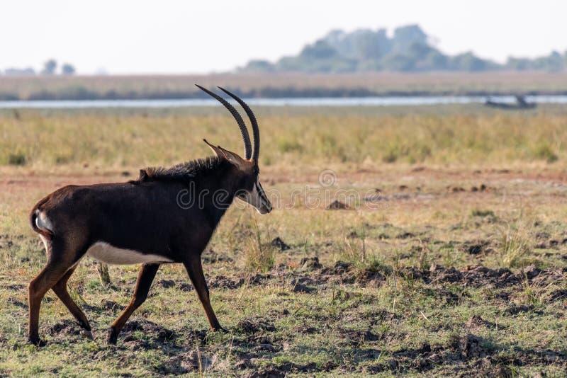 Sable antelope at the wetlands at the chobe river in Botswana in africa. Sable antelope at the wetlands at the chobe river in Botswana in africa