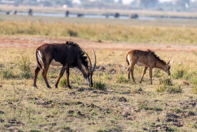 Sable antelope at the wetlands at the chobe river in Botswana in africa. Sable antelope at the wetlands at the chobe river in Botswana in africa