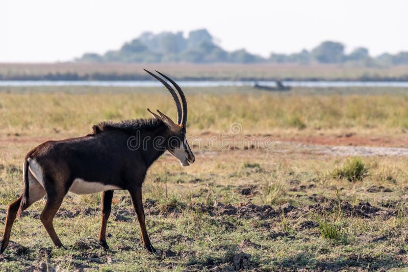 Sable antelope at the wetlands at the chobe river in Botswana in africa. Sable antelope at the wetlands at the chobe river in Botswana in africa