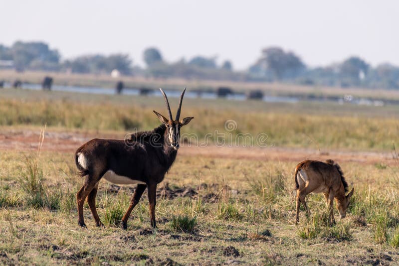 Sable antelope at the wetlands at the chobe river in Botswana in africa. Sable antelope at the wetlands at the chobe river in Botswana in africa