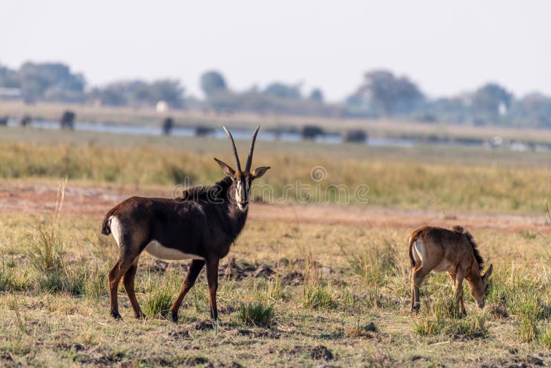 Sable antelope at the wetlands at the chobe river in Botswana in africa. Sable antelope at the wetlands at the chobe river in Botswana in africa