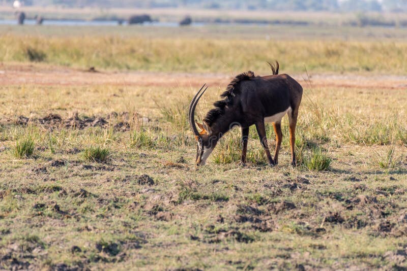 Sable antelope at the wetlands at the chobe river in Botswana in africa. Sable antelope at the wetlands at the chobe river in Botswana in africa