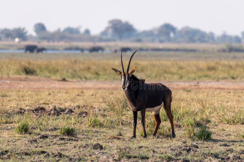 Sable antelope at the wetlands at the chobe river in Botswana in africa. Sable antelope at the wetlands at the chobe river in Botswana in africa